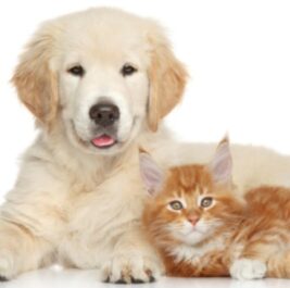 Companion Animals Companion Animals