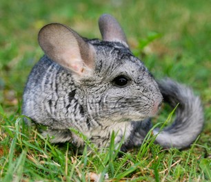 Exotic Animals Exotic Animals
