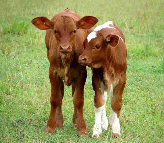 Production and Farm Animals Production and Farm Animals