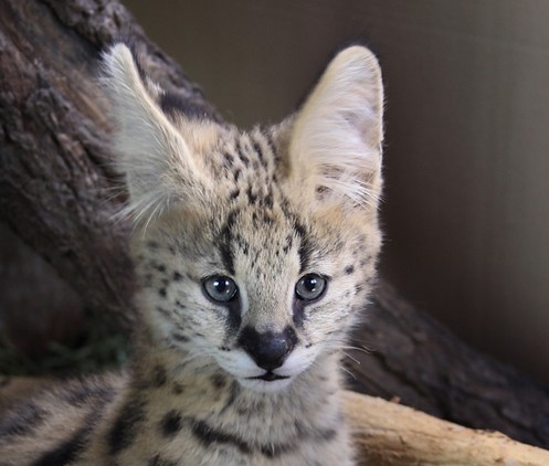 Wild Animals Wildlife